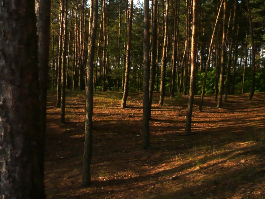 las przy cmentarzu