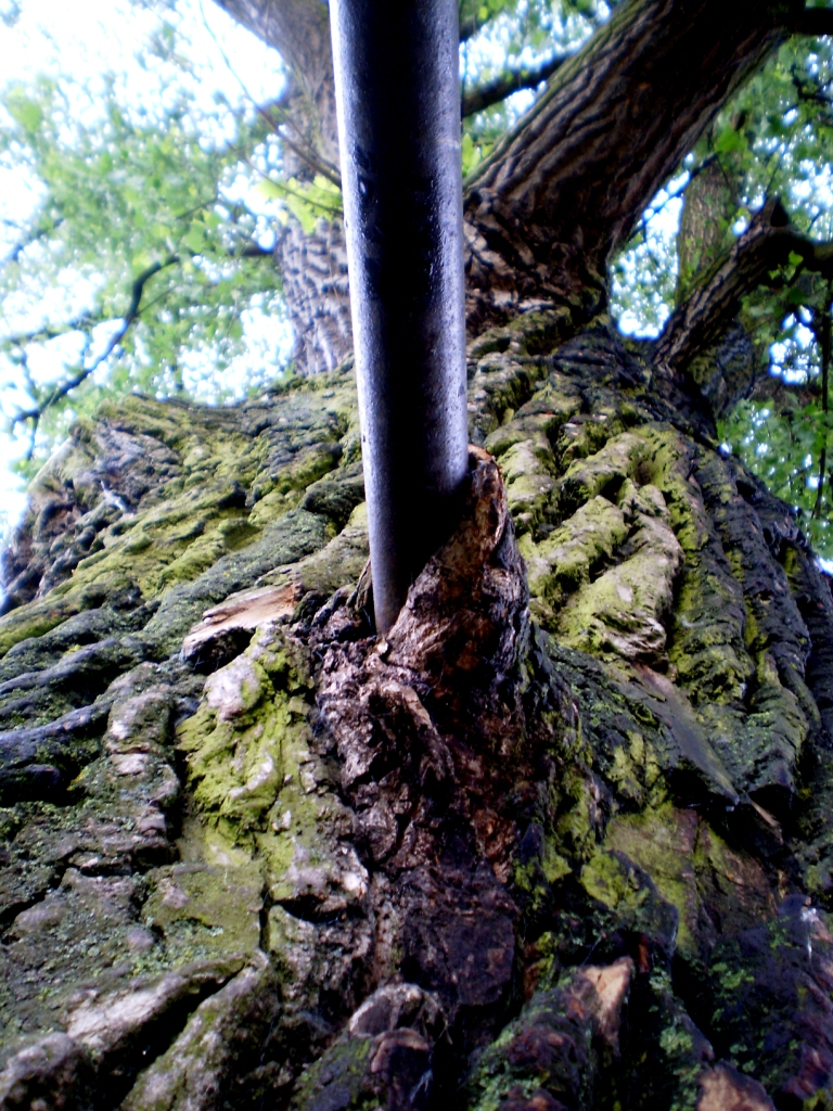 trzepako-drzewo przy Agosie
